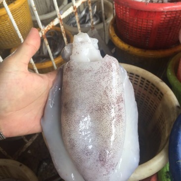 墨鱼仔墨鱼，大墨鱼，荣鱼