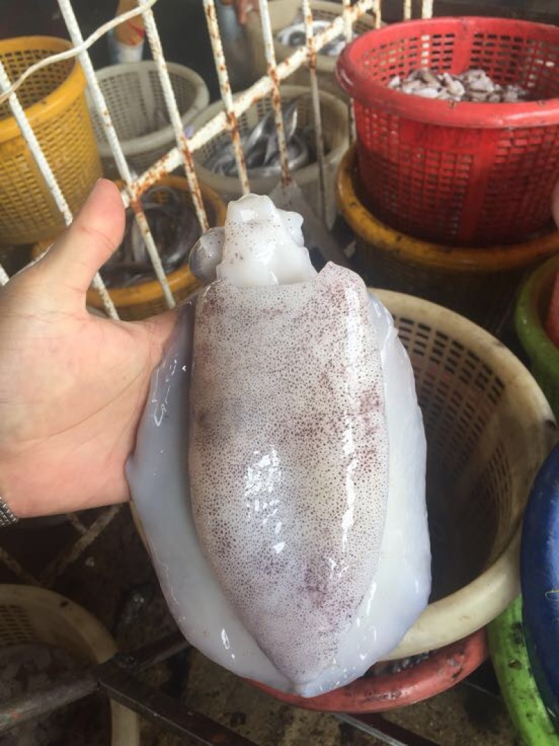 墨鱼仔墨鱼，大墨鱼，荣鱼