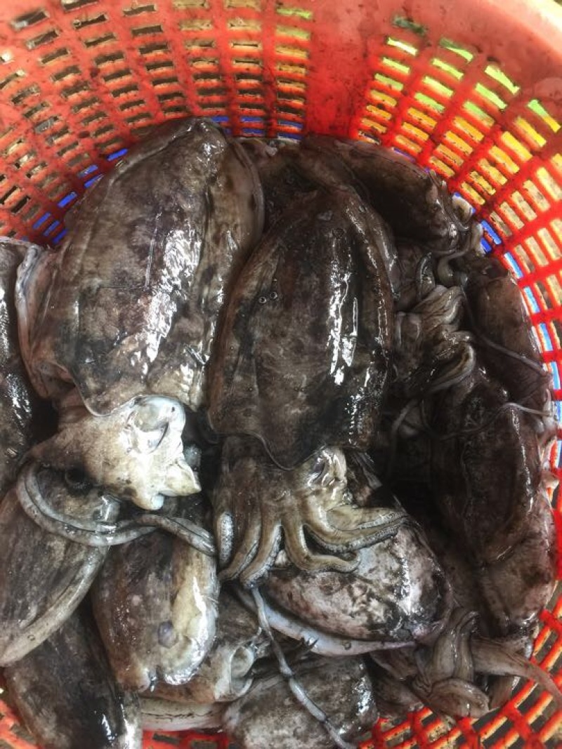 墨鱼仔墨鱼，大墨鱼，荣鱼