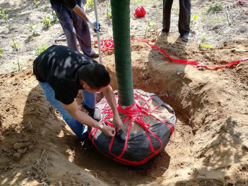 美国红枫、红冠红枫、欧洲白桦、欧洲小叶椴