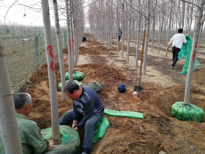 美国红枫、红冠红枫、欧洲白桦、欧洲小叶椴