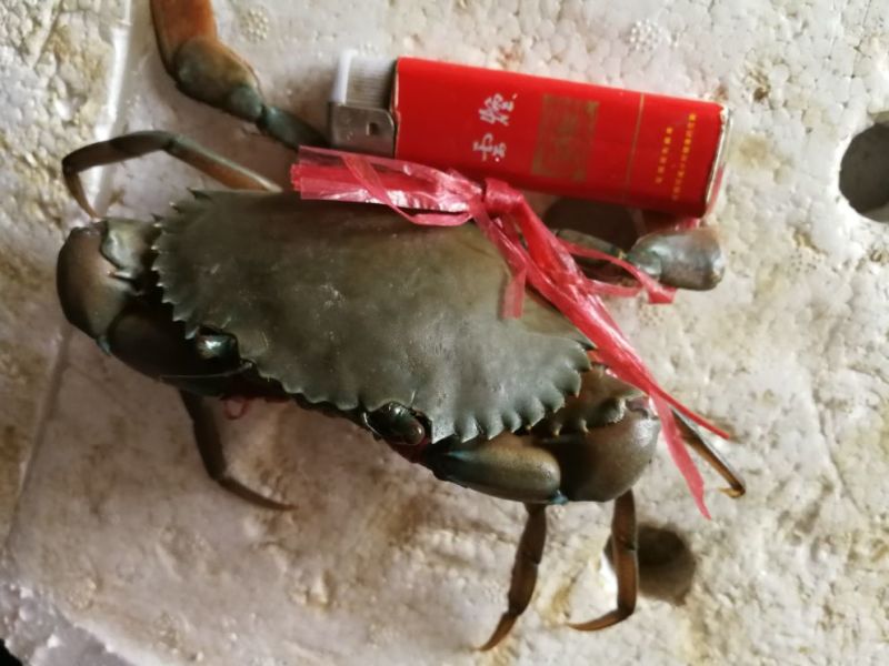 缅甸鲜活公蟹，单只重100克
