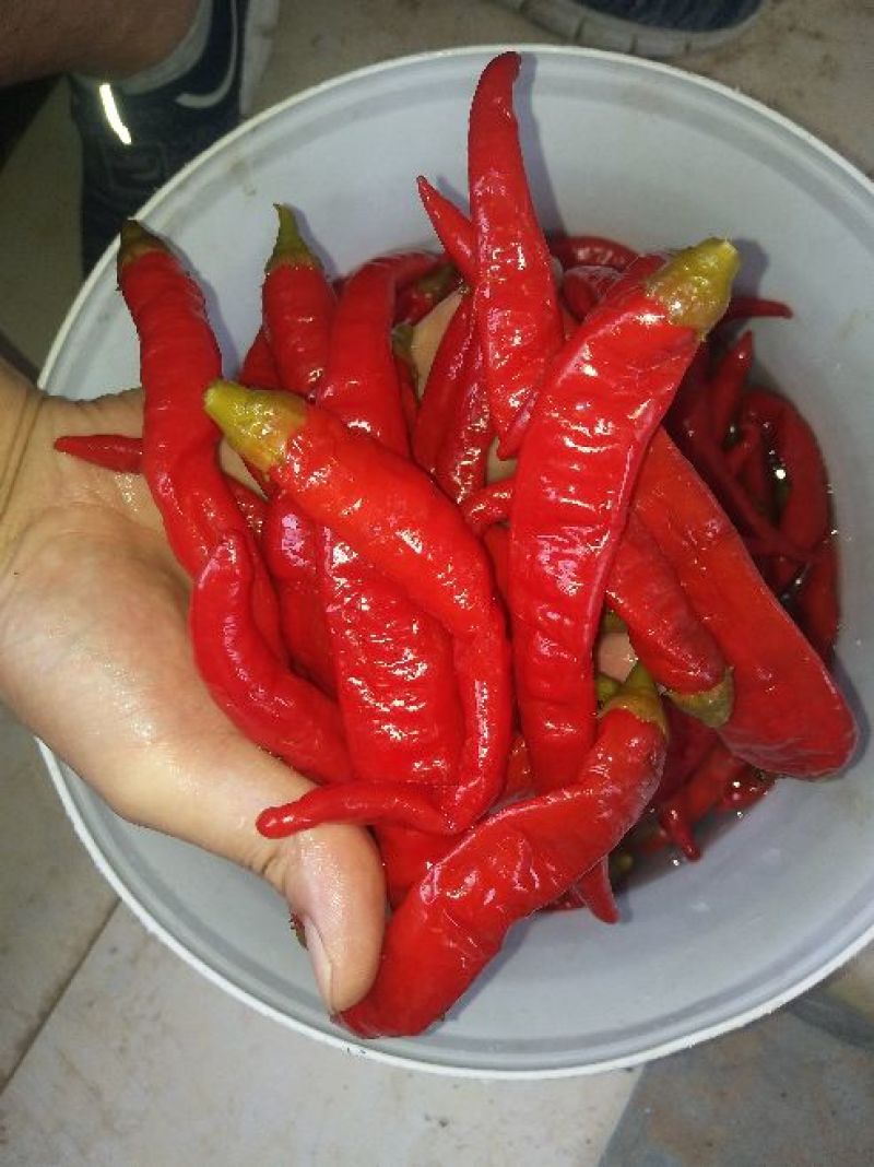 红泡椒