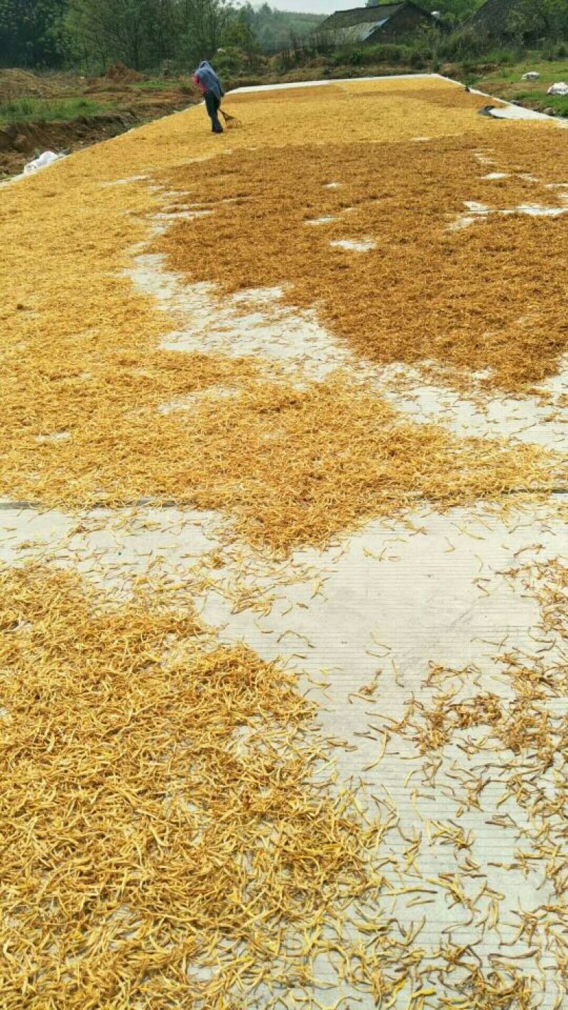 精品熟条黄花菜，产地直销，品质保证，欢迎前来咨询选购