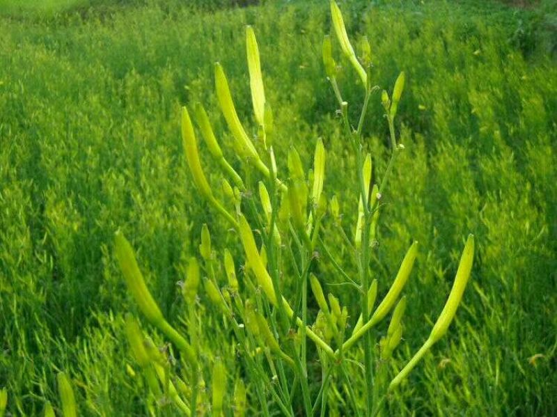 精品熟条黄花菜，产地直销，品质保证，欢迎前来咨询选购