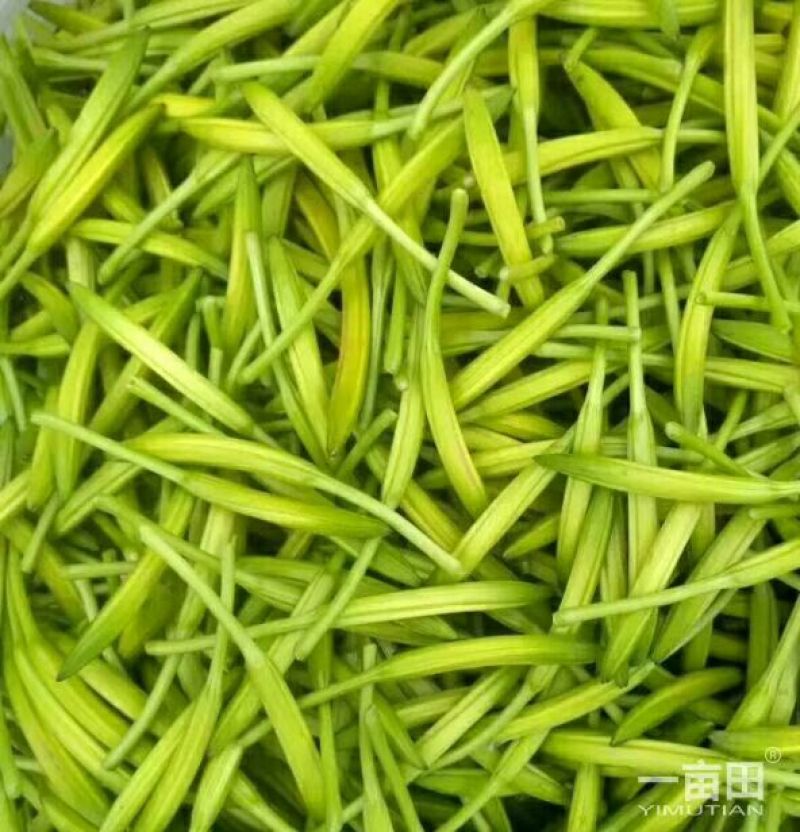 精品熟条黄花菜，产地直销，品质保证，欢迎前来咨询选购