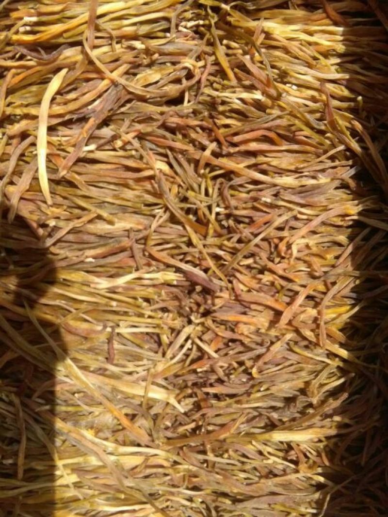 精品熟条黄花菜，产地直销，品质保证，欢迎前来咨询选购