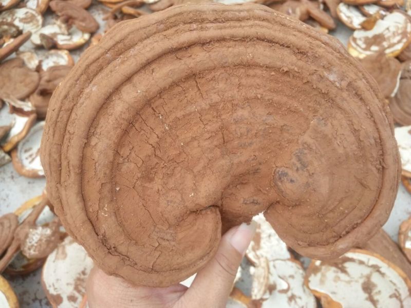 灵芝产地新货赤芝大量出售，有需要的企业请联系我
