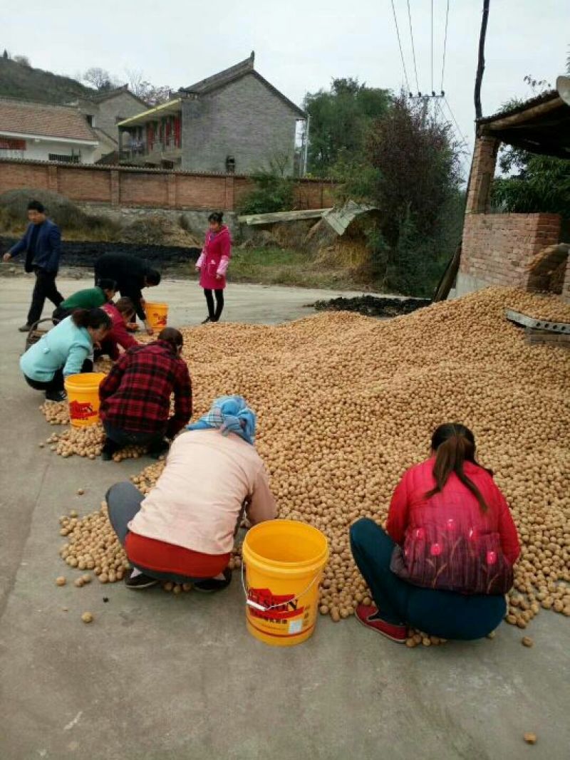 精选核桃，产地直销，货源充足，品质保证，欢迎选购