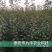 早酥红梨苗150~200cm0.8~3cm