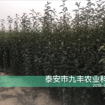早酥红梨苗150~200cm0.8~3cm