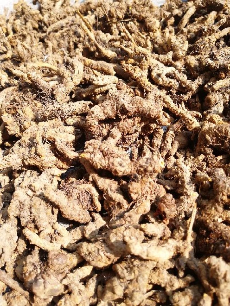黄莲统货150一公斤