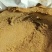 优质肉粉鸡肉粉牛肉骨粉全部厂家直供没有中间商品质保障