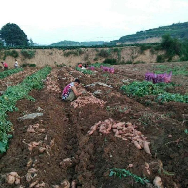 （热销）红薯龙薯九，北京553，烟薯25产地直供量大从优