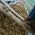 重庆涪陵榨菜