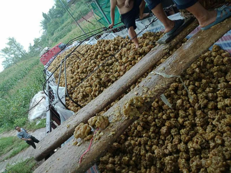 重庆涪陵榨菜