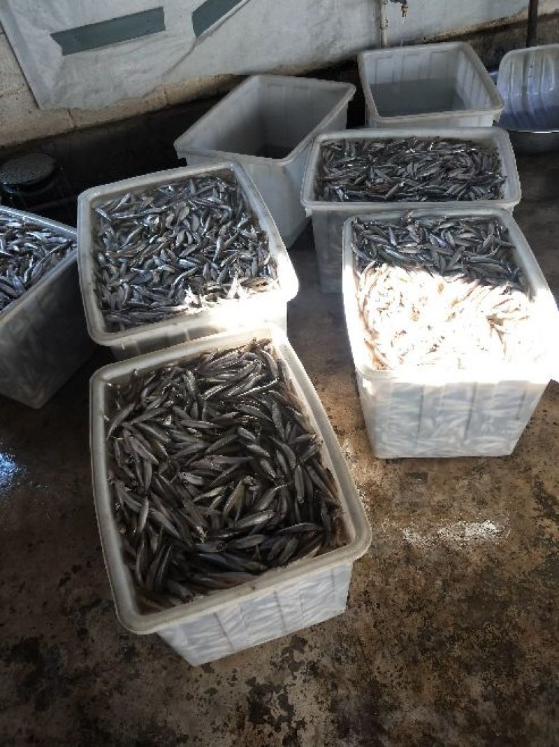 大理洱海特产，规格8一12公分