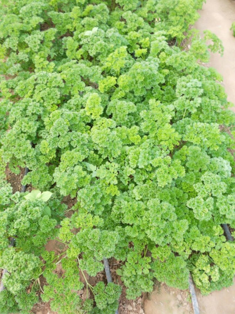 法香25~30厘米以上