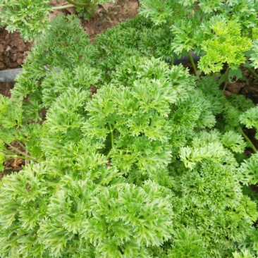 法香25~30厘米以上