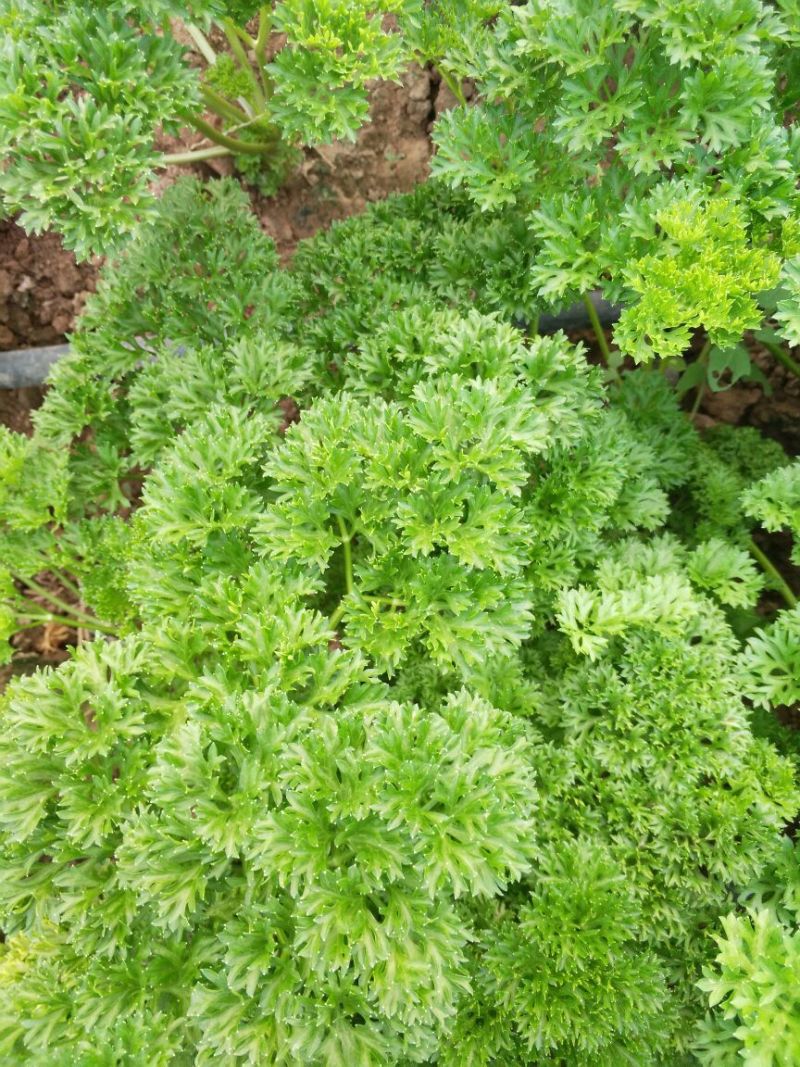 法香25~30厘米以上