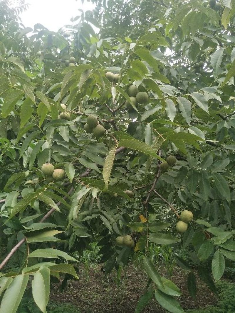 云南薄皮核桃去皮30mm以上湿