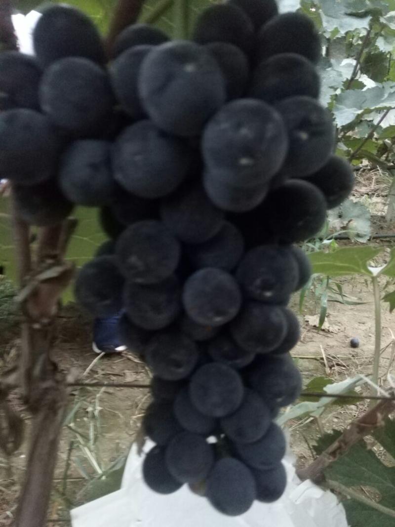夏黑葡萄大量上市一首货源