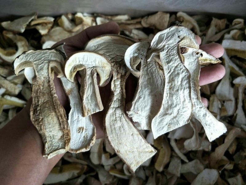 美味牛肝菌水洗精品AA级