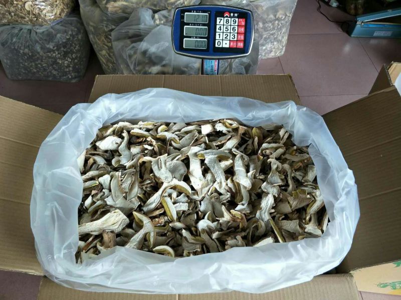 美味牛肝菌水洗精品AA级