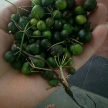 黄精全芽块茎，多花姜型黄精，纯野生
