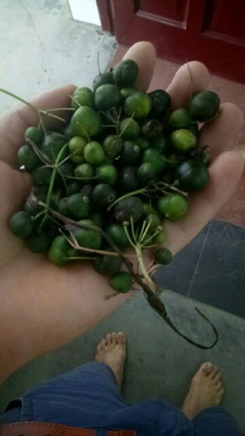 黄精全芽块茎，多花姜型黄精，纯野生