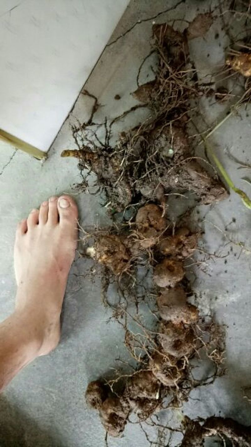 黄精全芽块茎，多花姜型黄精，纯野生