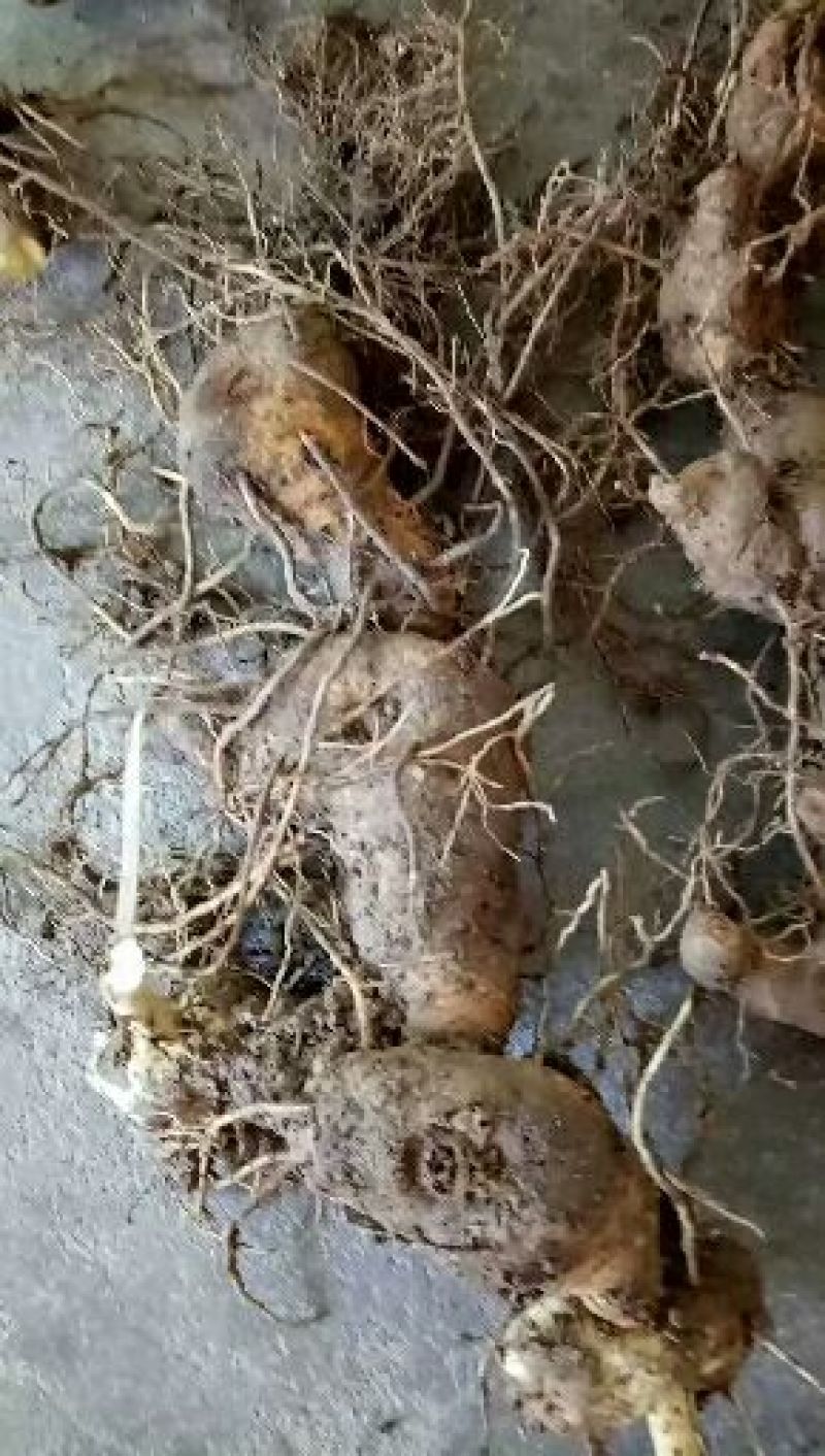 黄精全芽块茎，多花姜型黄精，纯野生