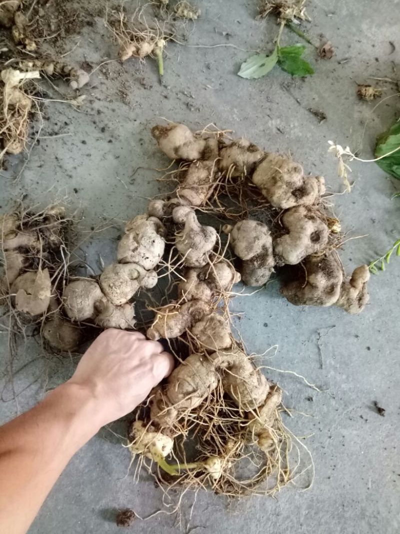 黄精全芽块茎，多花姜型黄精，纯野生