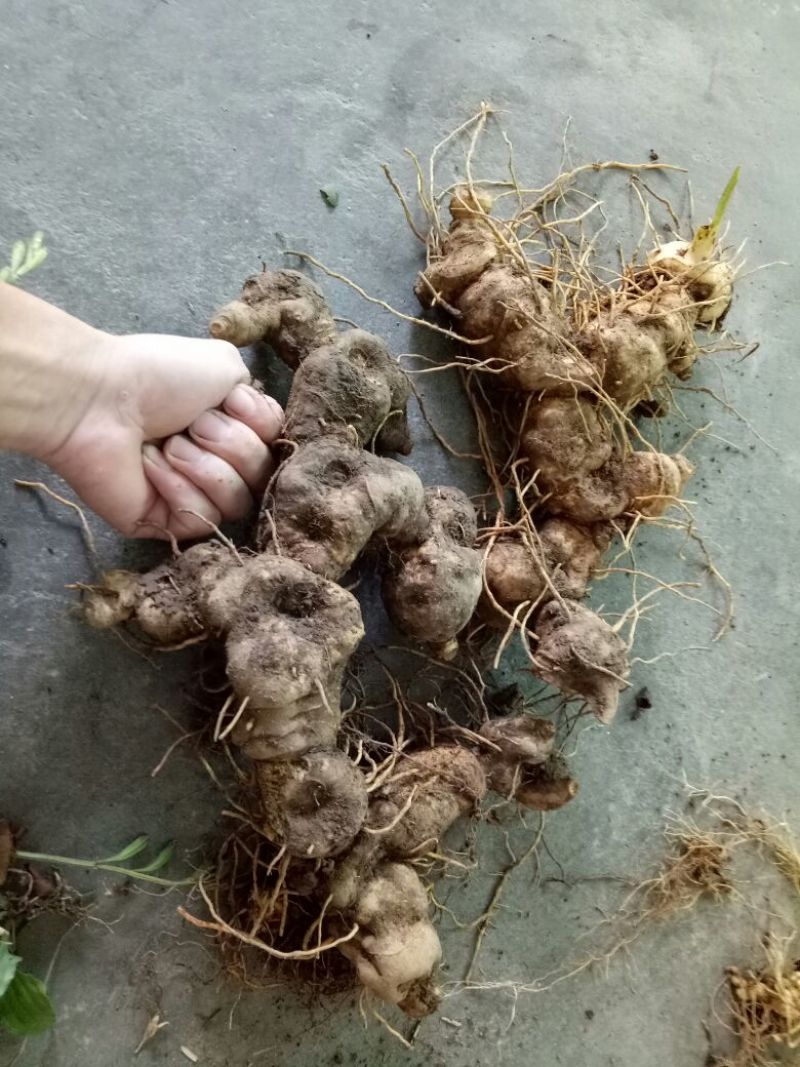 黄精全芽块茎，多花姜型黄精，纯野生