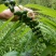 黄精全芽块茎，多花姜型黄精，纯野生