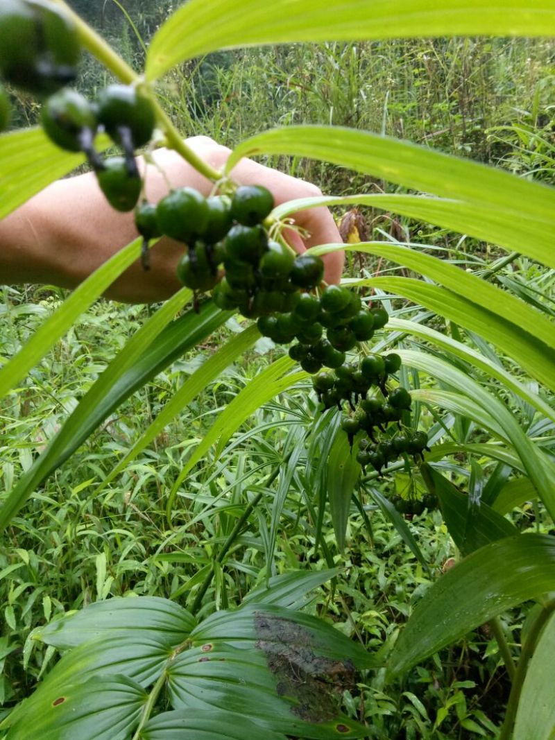 黄精全芽块茎，多花姜型黄精，纯野生