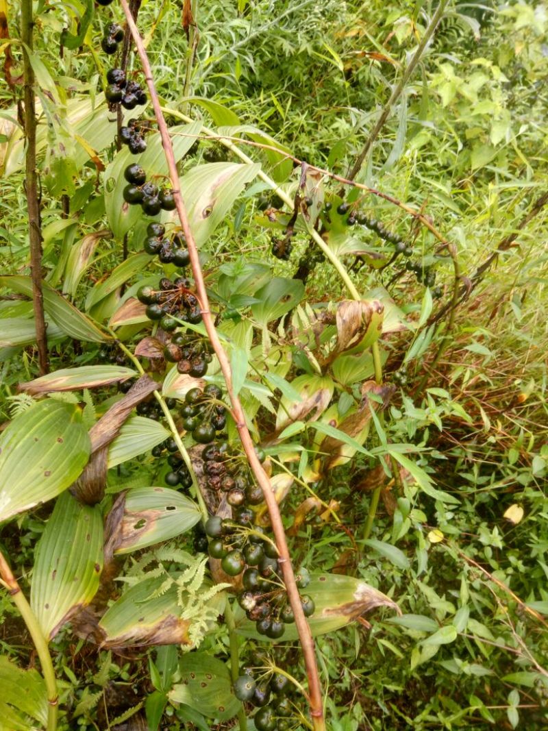 黄精全芽块茎，多花姜型黄精，纯野生