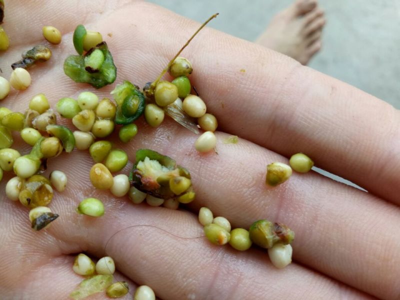 黄精全芽块茎，多花姜型黄精，纯野生