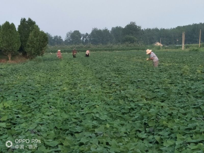 烟薯25，流蜜烟蜜薯，基地直供微商电商一件代发