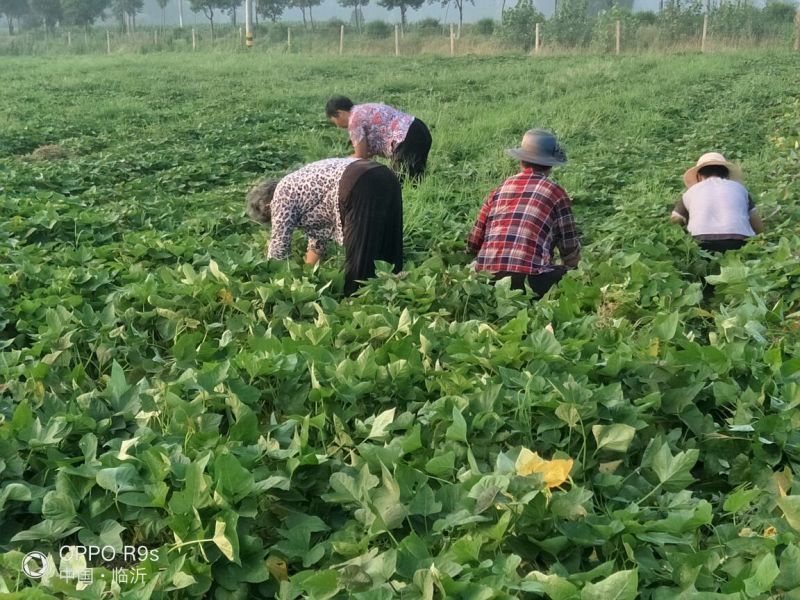 烟薯25，流蜜烟蜜薯，基地直供微商电商一件代发