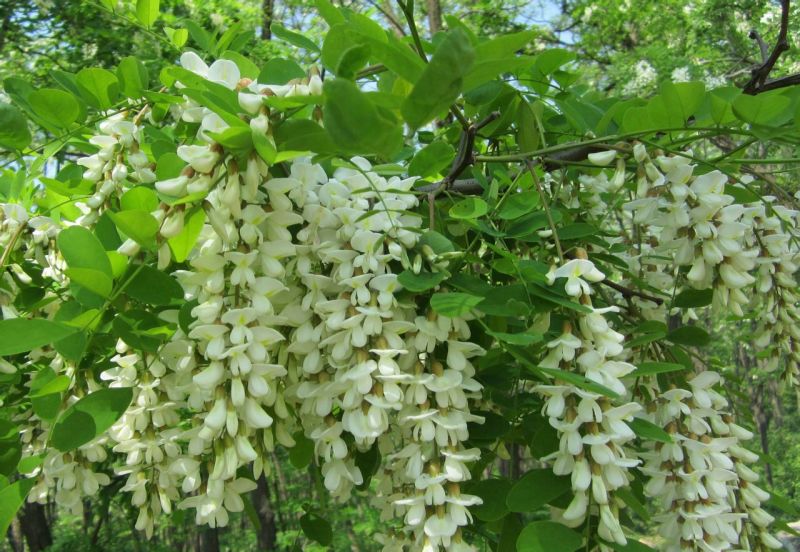 蜂蜜