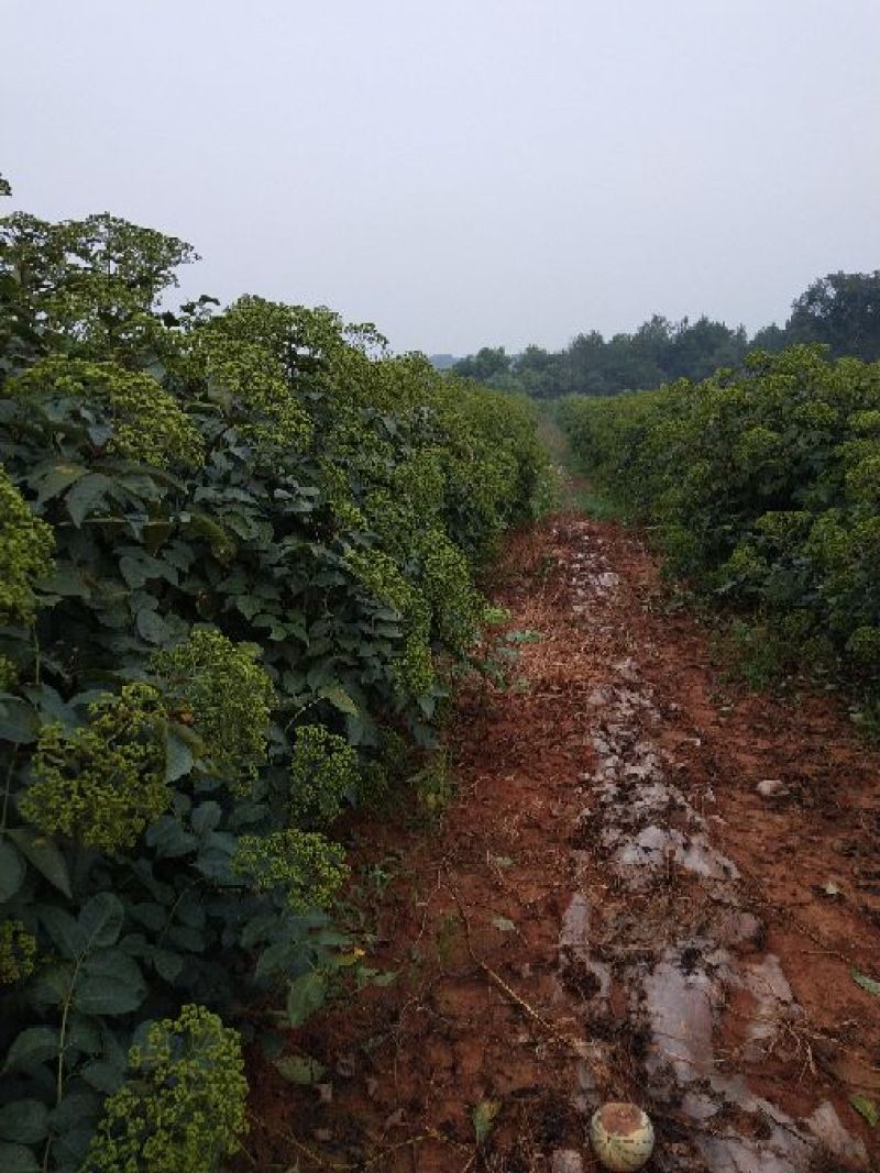 江西中花吴茱萸枝条，吴茱萸苗。吴茱萸种苗，茶辣苗