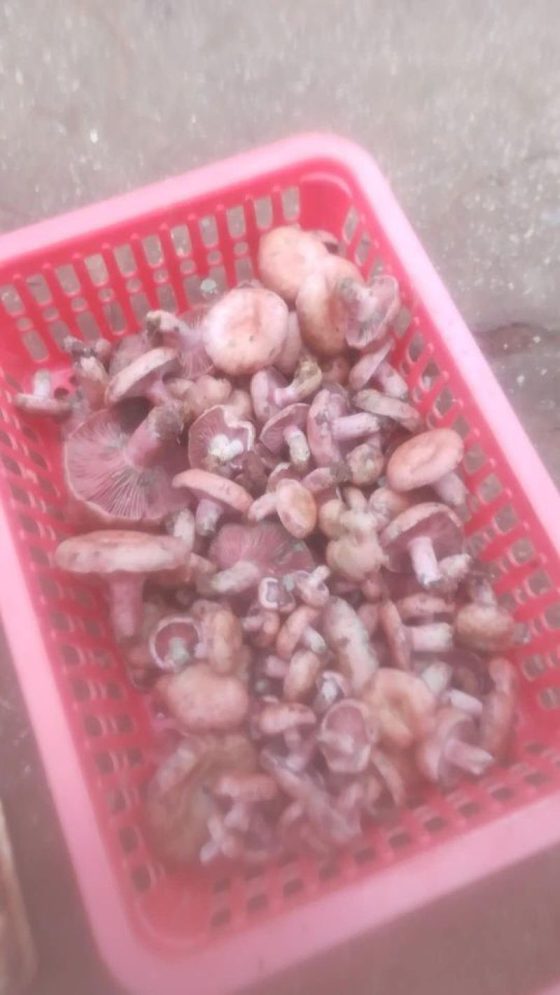 松乳菇精品新出好货，诚意来