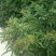 中药材吴茱萸小花产地直销