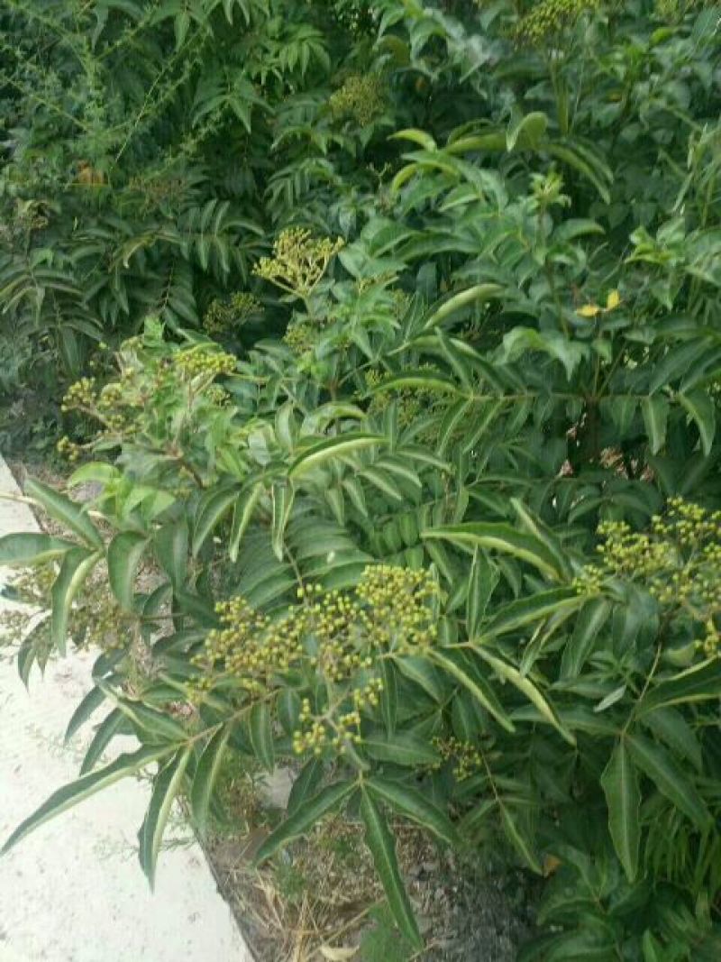 中药材吴茱萸小花产地直销