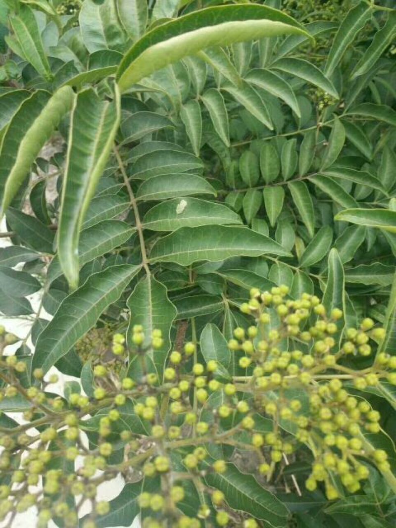 中药材吴茱萸小花产地直销