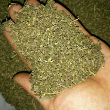 中药材吴茱萸小花产地直销
