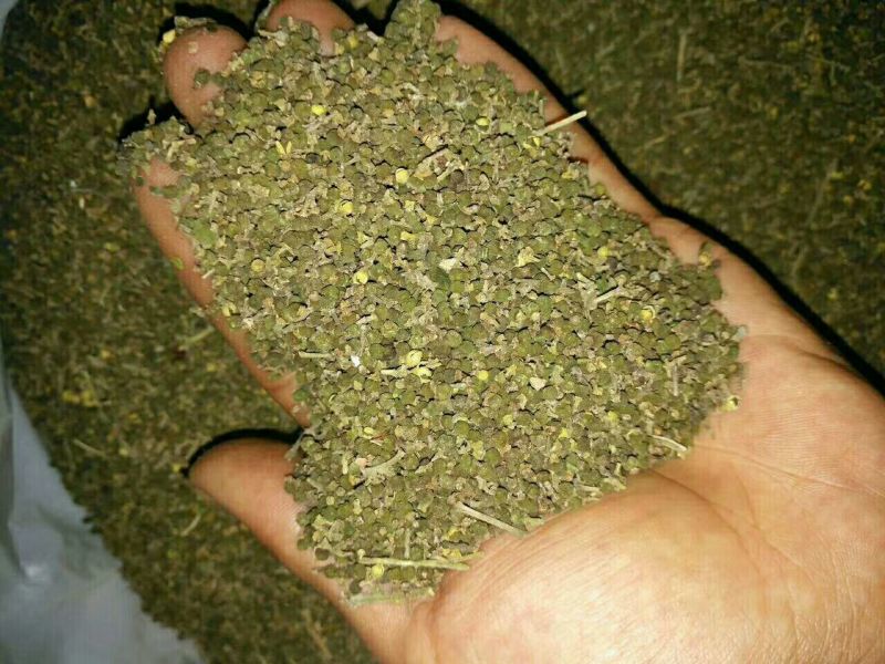 中药材吴茱萸小花产地直销