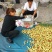冬枣产地大量上市，脆甜肉厚个头匀实保证质量