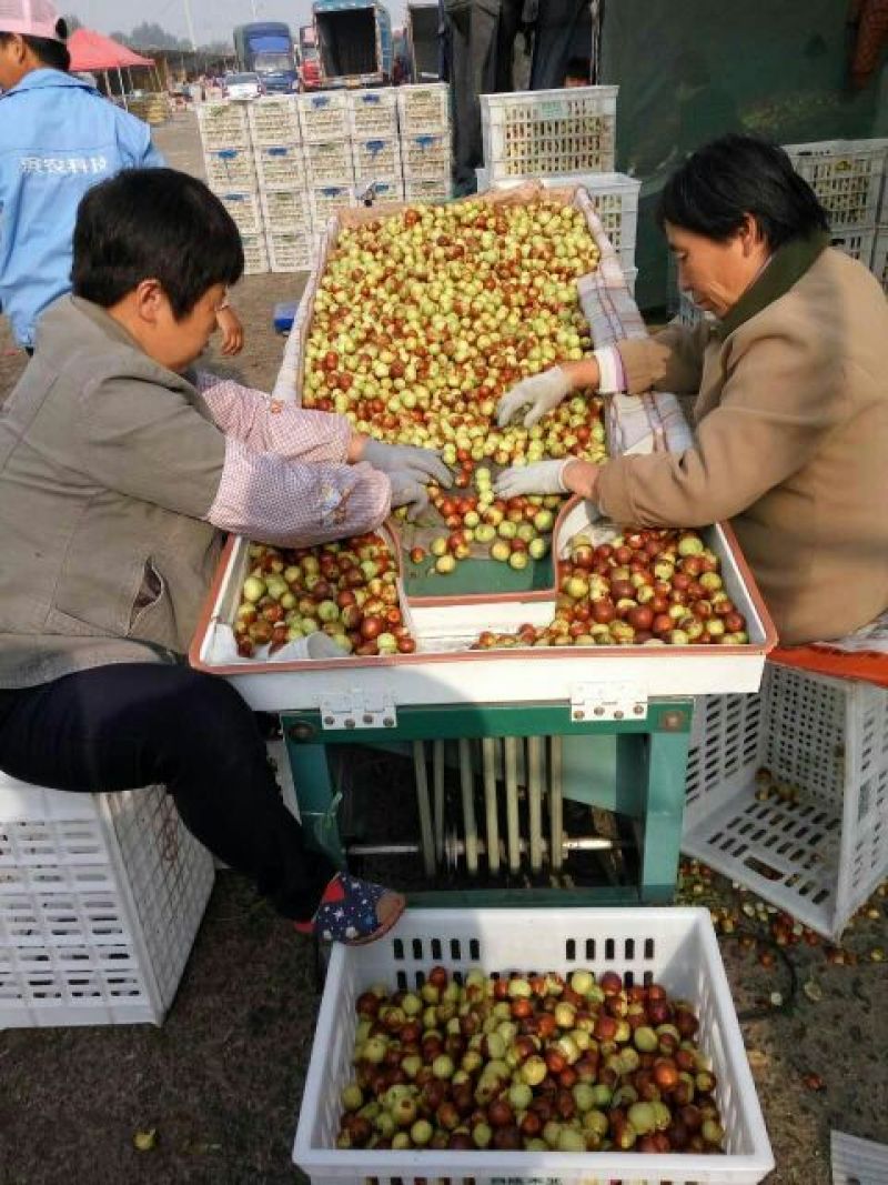 冬枣产地大量上市，脆甜肉厚个头匀实保证质量